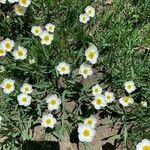 Ranunculus amplexicaulis Floare