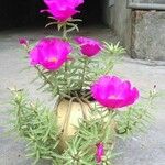 Portulaca pilosaFlower