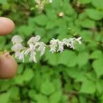 Hylodesmum glutinosum Floare