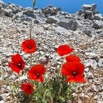 Papaver setiferumFloare