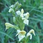 Pedicularis ascendens Other