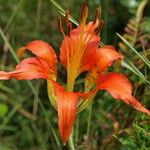 Lilium catesbaei ফুল