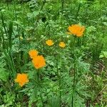 Trollius asiaticus Flower