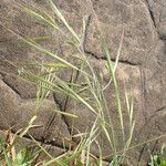 Bromus diandrus Habit