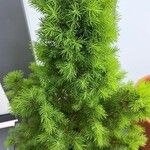 Picea laxa Folha