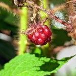 Rubus phoenicolasius Fruto