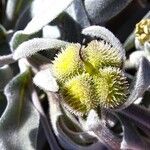 Cynoglossum cheirifolium Fruit