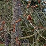 Larix decidua বাকল