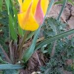 Tulipa sylvestris Lorea
