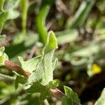 Centaurea pectinata Лист