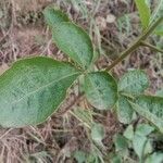 Searsia pyroides برگ
