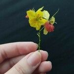 Parkinsonia aculeata Flor