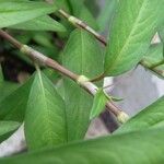 Persicaria odorata बार्क (छाल)