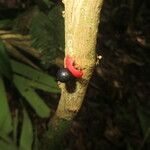 Heisteria macrophylla Fruto