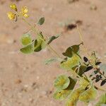 Senna alexandrina Fruit