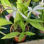 Phaius tankervilleae 形態