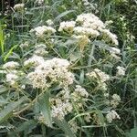 Eupatorium perfoliatumÕis