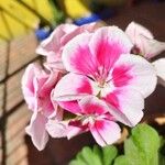 Pelargonium × hybridumÕis