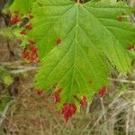 Acer glabrum Frunză