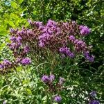 Vernonia noveboracensis Habit