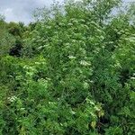 Conium maculatum 整株植物