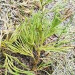 Lycopodium × zeilleri Fuelha