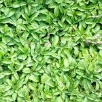 Mentha pulegium Leaf