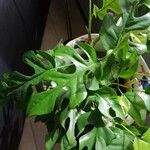 Monstera minima Blatt