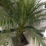 Phoenix roebelenii Blatt