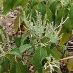 Colebrookea oppositifolia Hoja