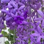 Petrea volubilis Virág