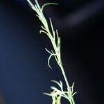 Nigella nigellastrum Likasa