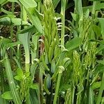 Camassia leichtlinii Leaf