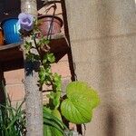 Gloxinia perennis Habitus