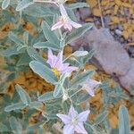 Solanum elaeagnifoliumЦвят