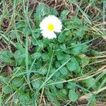 Bellis perennisFleur