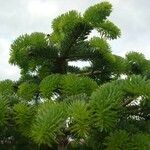 Abies nordmanniana Лист