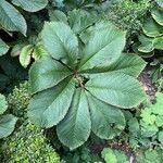 Rodgersia aesculifolia Foglia