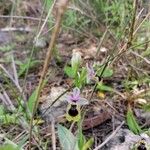 Ophrys tenthredinifera Blüte