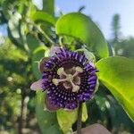 Passiflora laurifolia 花