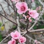 Prunus dulcis 花