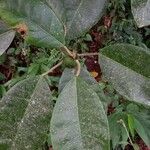 Ficus tonduzii ഇല