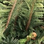 Polystichum setiferum Φύλλο