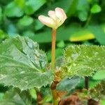 Begonia hirsuta 葉