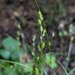 Carex remota Froito