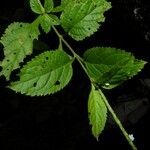 Stachytarpheta cayennensis Leaf