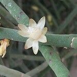 Rhipsalis floccosa Flower