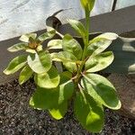 Kalanchoe welwitschii Habit