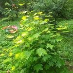 Acer cappadocicum ഇല