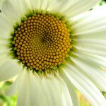 Leucanthemum maximum 花